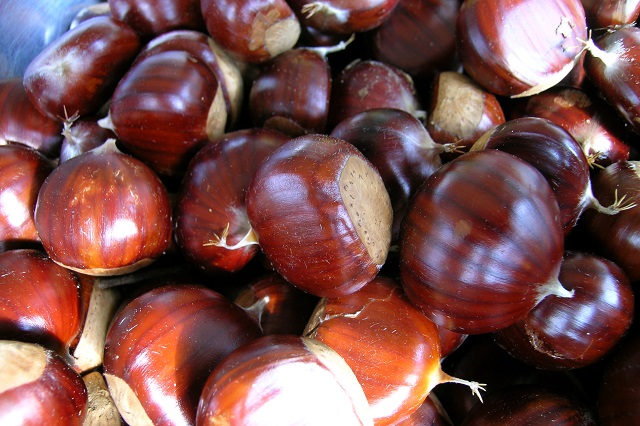 Italian Chestnuts, a delight to discover - chestnut 3 resized