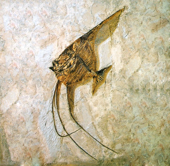 Bolca, la capitale mondiale des fossiles - ceratoichthys pinnatiformis