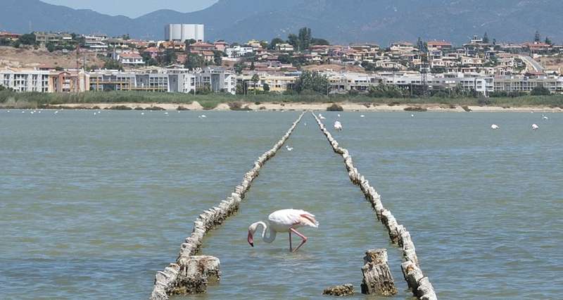 Cagliari : La ville italienne à visiter durant l’été! - flamingo sardinia