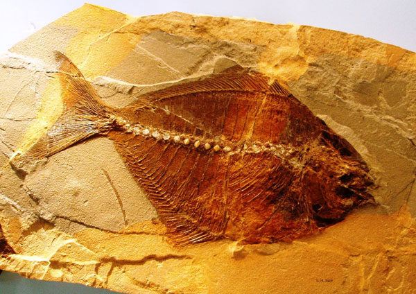 Bolca, the world capital of fossils - fossile