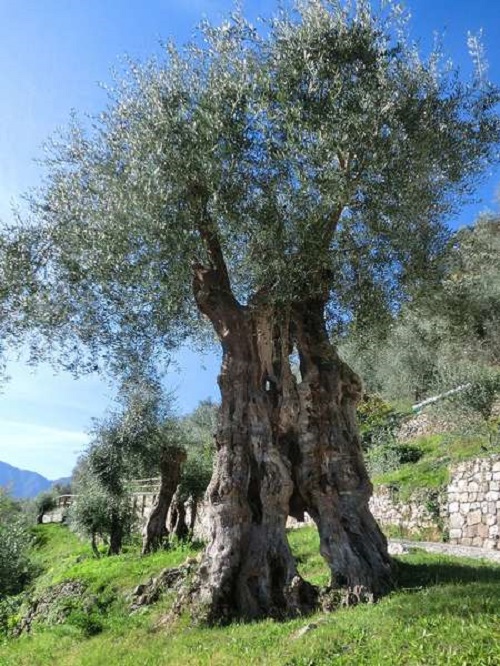 The highest cultivated olives in the world - Olif Botes resized