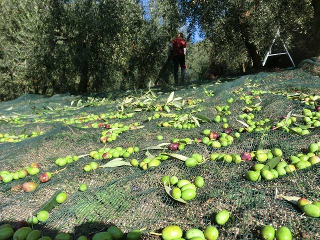 L’huile dont les olives sont cultivées à la plus haute altitude au monde - Olive3 resized