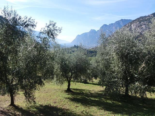 L’huile dont les olives sont cultivées à la plus haute altitude au monde - Panorama resized