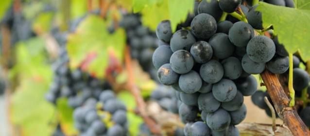 Des vins uniques d’un territoire unique : les vins des Abruzzes - grappolo montepulciano