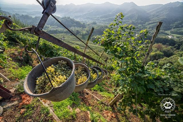 Développement durable, économique et social dans le secteur du vin - photo credits Consorzio di Tutela del Vino Conegliano Valdobbiadene foto di Arcangelo Piai