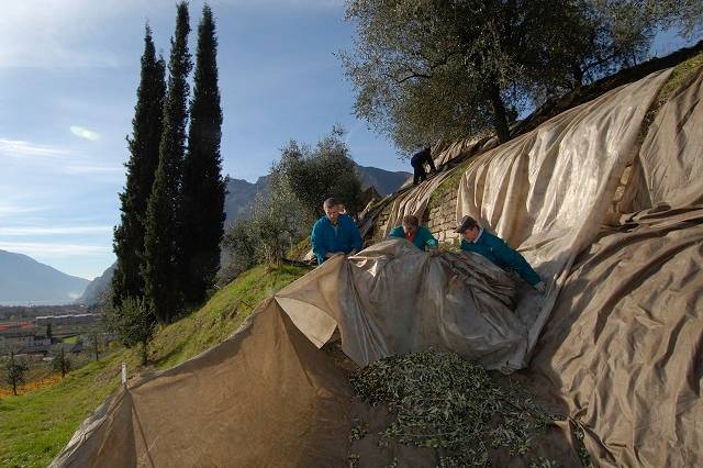 L’huile dont les olives sont cultivées à la plus haute altitude au monde - raccolta Madonna delle Vittorie resized