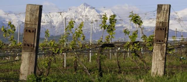 Des vins uniques d’un territoire unique : les vins des Abruzzes - vite cerasuolo 0