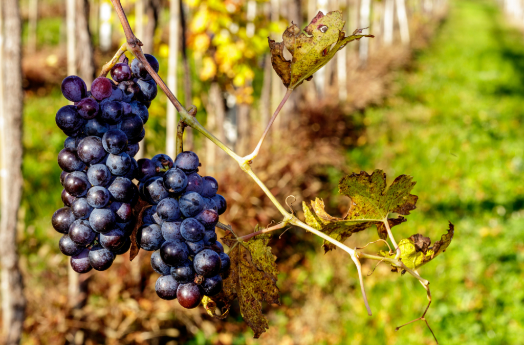 Des vins italiens à déguster en hiver - Vins dhiver 4 e1612393139909