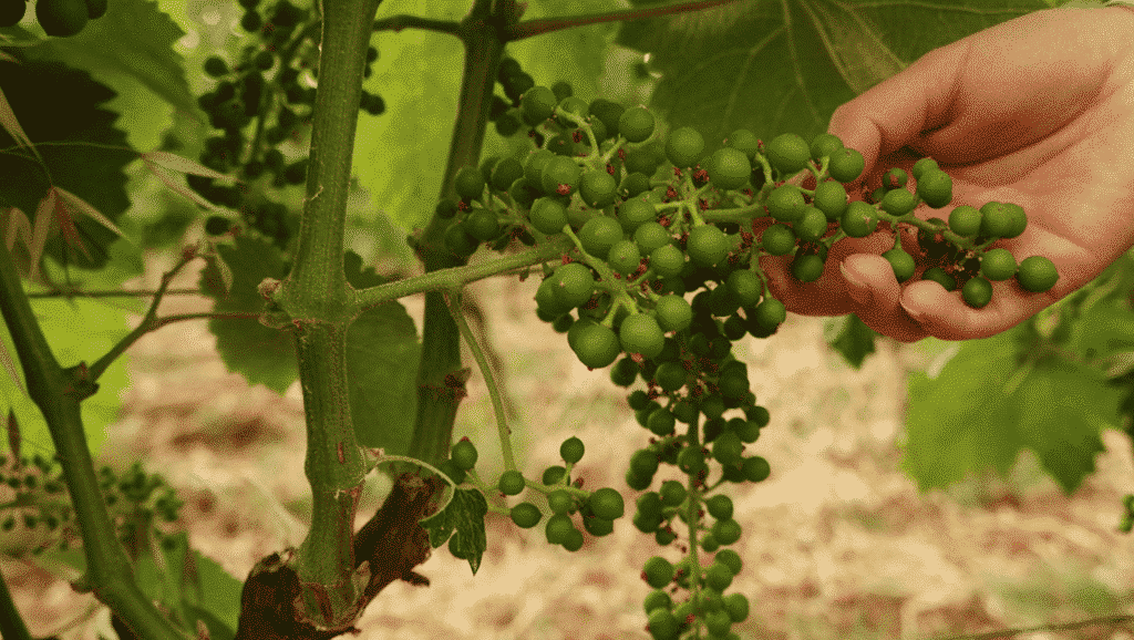 Explorez nos vignobles calabrais - winery vignoble cantine artese