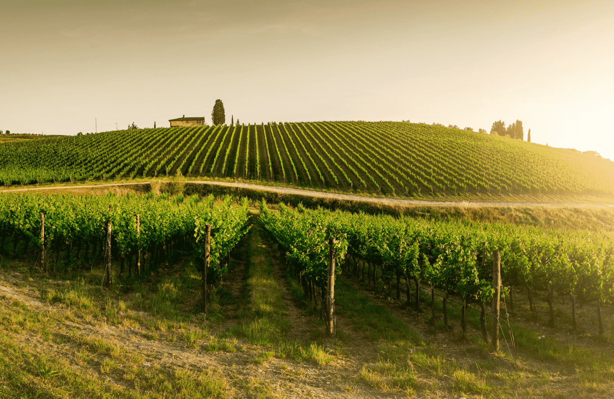 Explorez nos vignobles calabrais - winery vignoble Le Moire