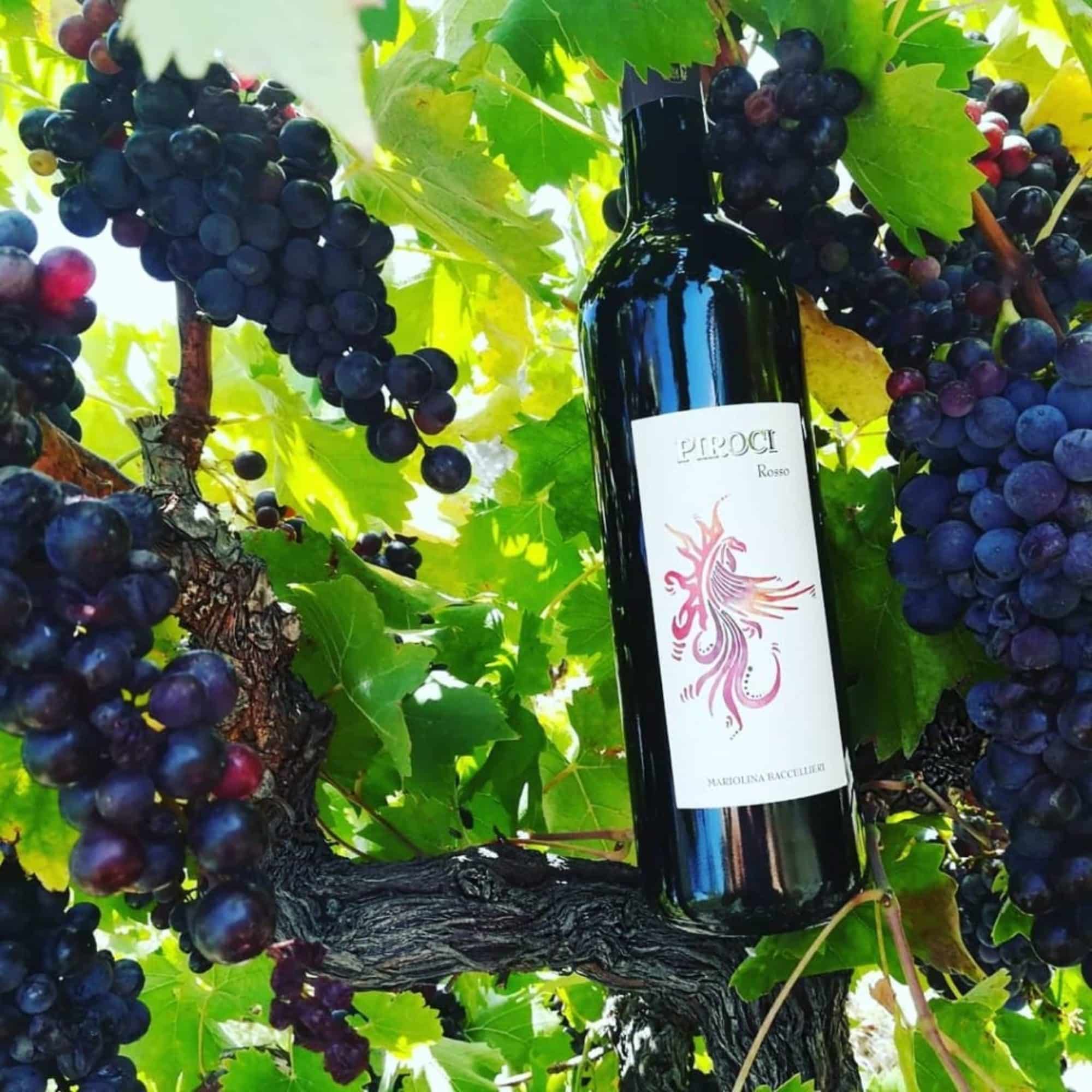 Explorez nos vignobles calabrais - winery vignoble baccellieri