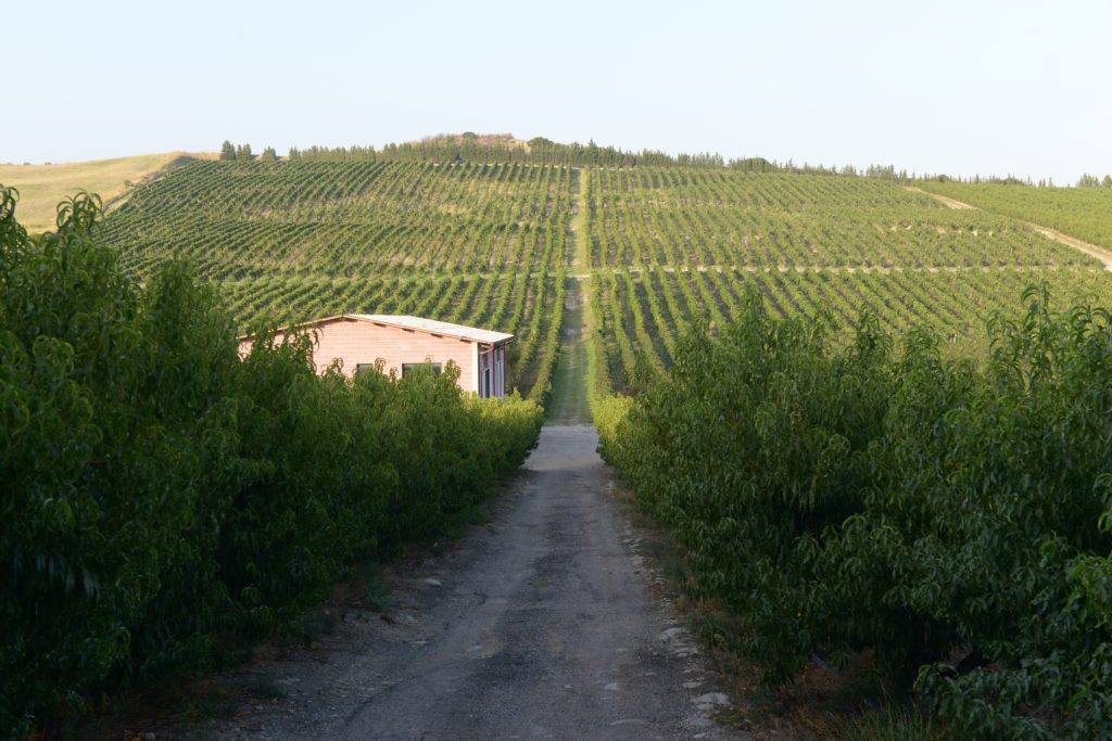 winery-vignoble-cantine-benvenuto