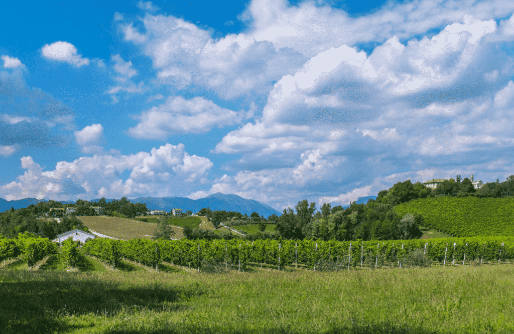 Explorez nos vignobles calabrais - winery vignoble dell aquila