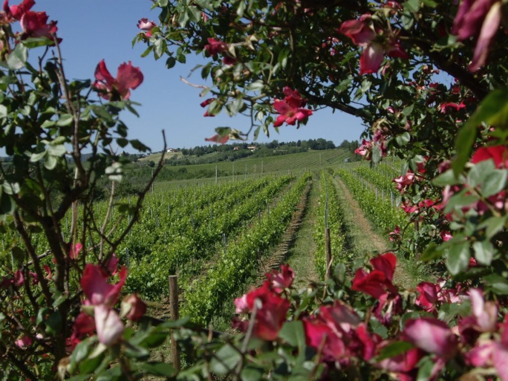 winery-vignoble-drei-dona-tenuta-la-palazza