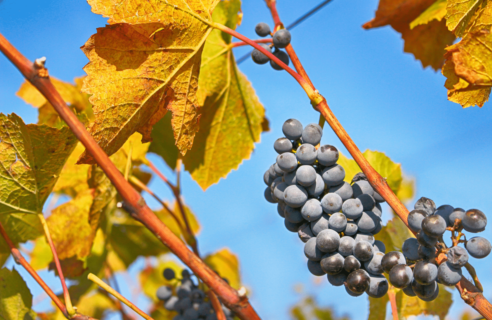 Explorez nos vignobles calabrais - winery vignoble la pizzuta del principe