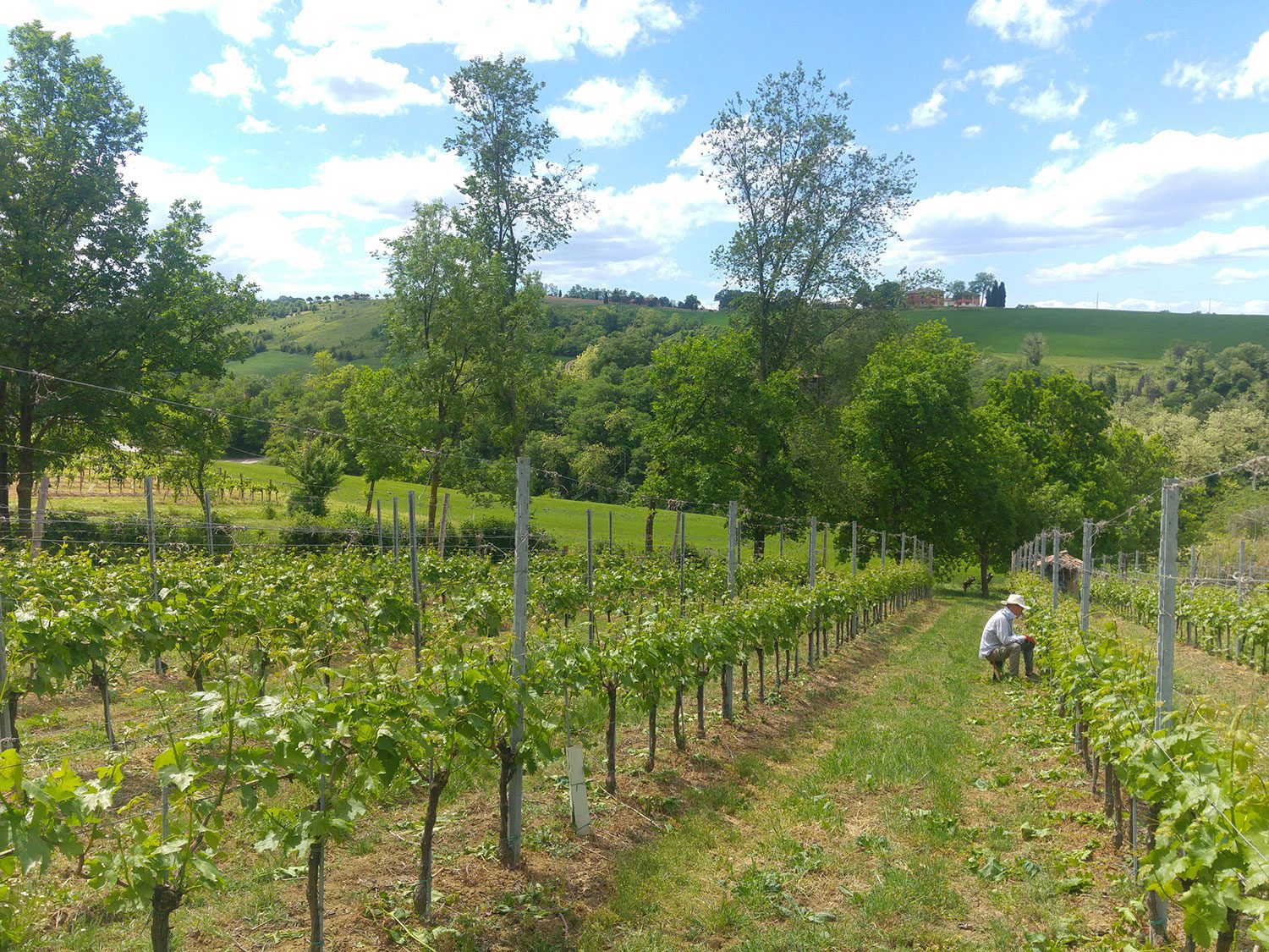 winery-vignoble-terra-di-brisighella