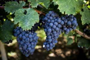 Ambiente quality grapes from Abruzzo
