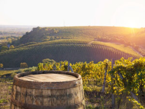 bolgheri vineyard tuscany