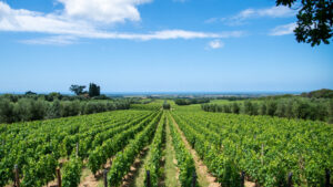 bolgheri wine vineyard tuscany
