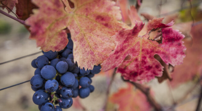 Abruzzo ambiente grapes