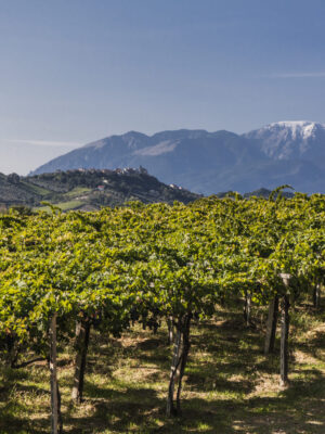 Abruzzo ambiente varietal