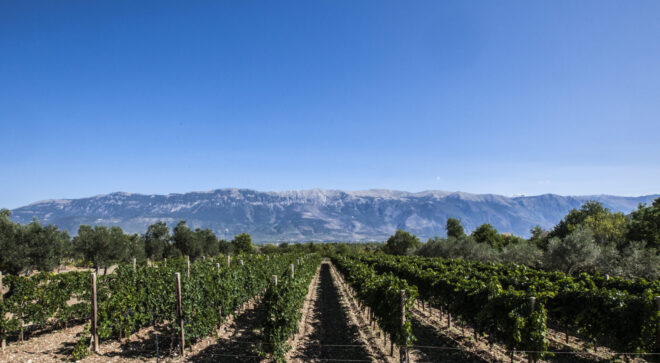 Abruzzo vineyard