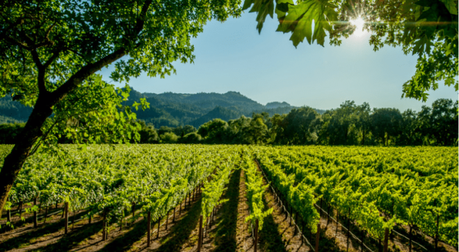 Calabria wine vineyard