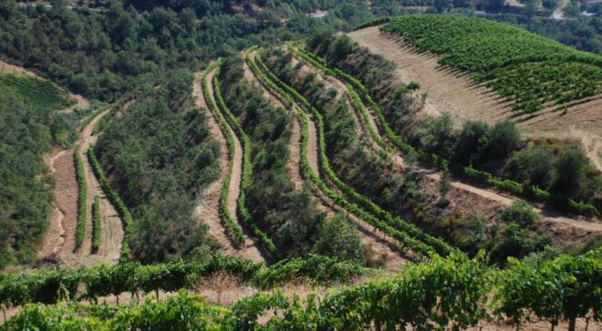 serracavallo view vineyards 1