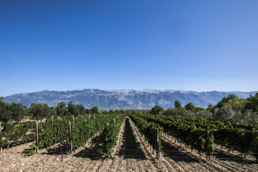 La production de vin à Abruzzo