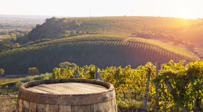 bolgheri vineyard tuscany