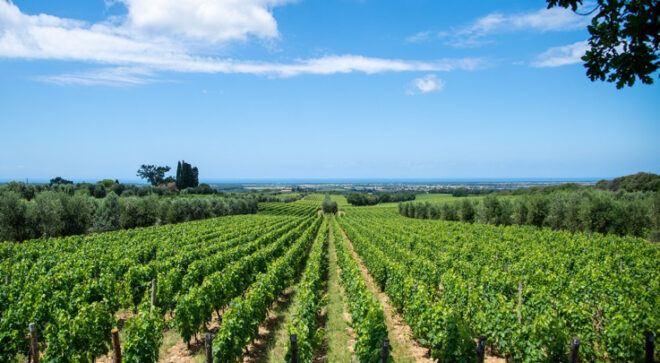 bolgheri wine vineyard tuscany