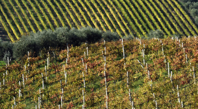 ceasuolo-abruzzo-vineyard