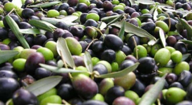 locaition-lieu-huile-olive-bio-de-la-Calabre-22