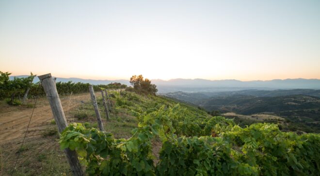 serracavallo view vineyards 2