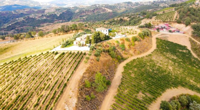 serracavallo view vineyards 5