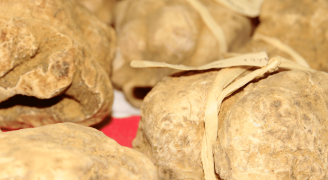 specialty-specialite-pisa-white-truffle (1)