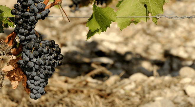 wine-vin-Bolgheri-Sassicaia-DOC-1