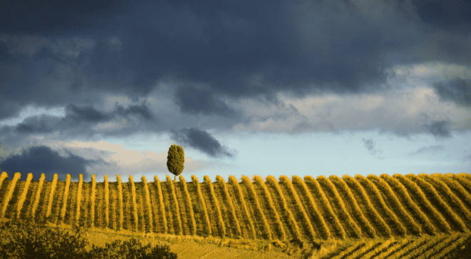 wine-vin-Brunello-Montalcino-DOCG (1)