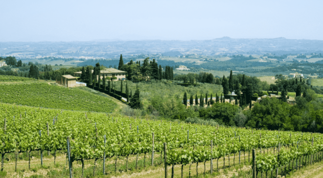 wine-vin-Brunello-Montalcino-DOCG (6)