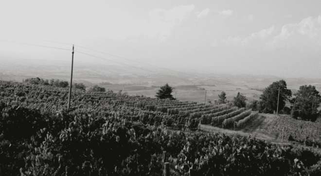 wine-vin-Brunello-Montalcino-DOCG (9)