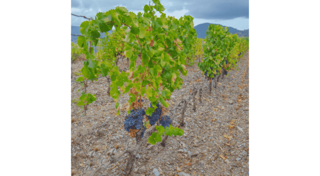 wine-vin-Cannonau-Sardegna-DOC (2)