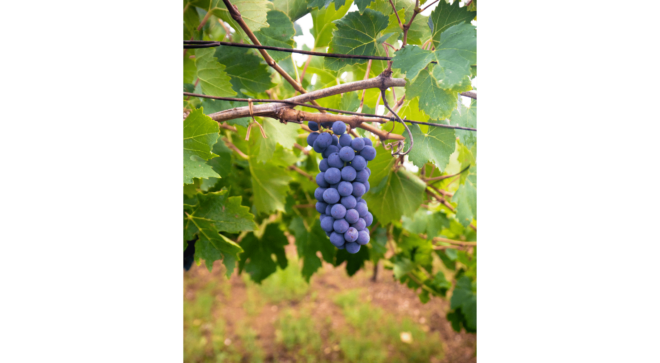 wine-vin-Cannonau-Sardegna-DOC (3)