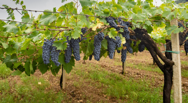wine-vin-Cannonau-Sardegna-DOC (4)