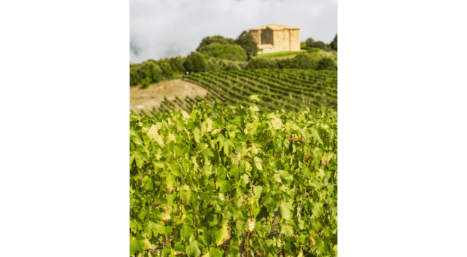 wine-vin-Cannonau-Sardegna-DOC (5)