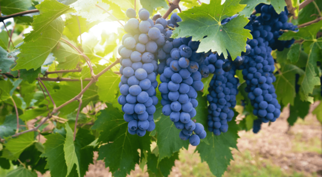 wine-vin-Cannonau-Sardegna-DOC (6)