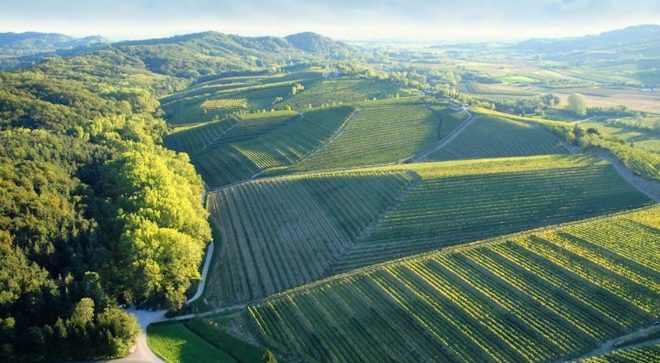 wine-vin-Colli-Orientali-del-Friuli-Picolit-DOCG