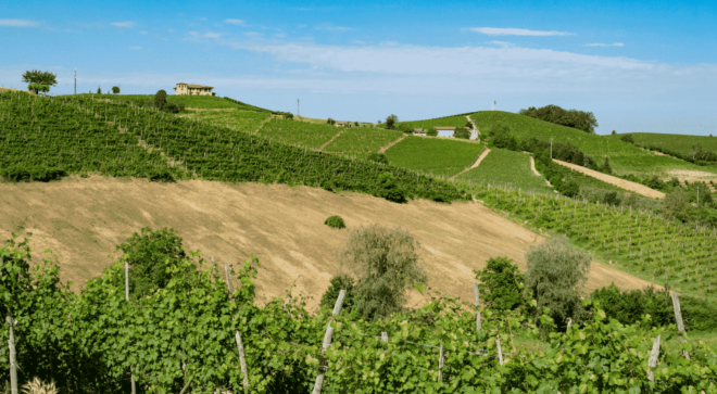 wine-vin-Dolcetto-Dogliani-Superiore-DOCG (2)