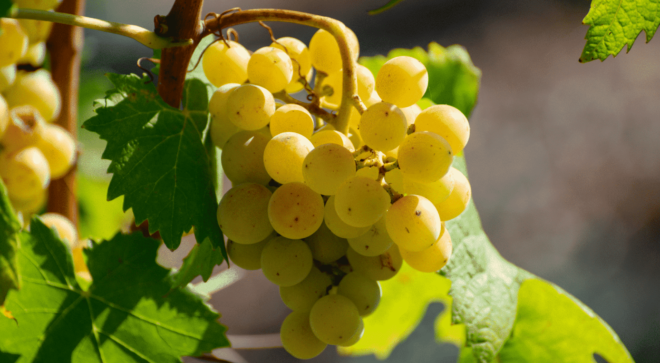 wine-vin-Fiano-di-Avellino-DOCG (3)