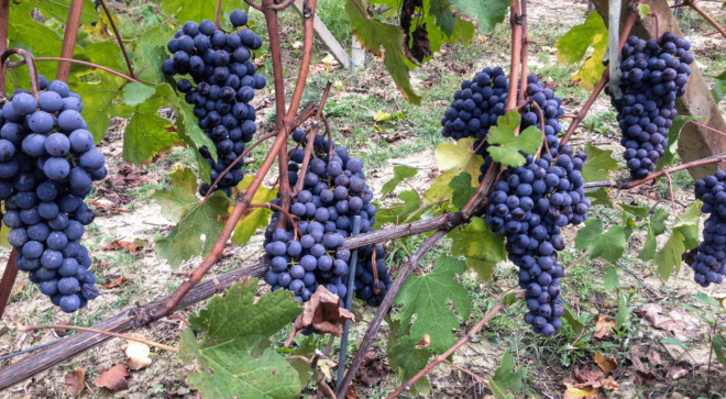 wine-vin-Gattinara-DOCG (3)