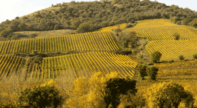 wine-vin-Morellino-Scansano-DOCG (2)